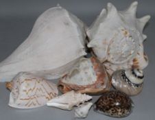 A collection of sea shells