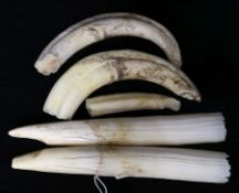 Two Hippopotamus tusks, two walrus ivory tusks and a tooth.