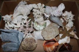 A collection of shells and coral