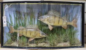 A taxidermic display of two perch, 'Bala Lake 1915', in bowed glass case