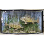 A taxidermic display of two perch, 'Bala Lake 1915', in bowed glass case