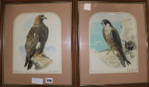 Robin Reckitt, pair watercolours, Golden Eagle and Eleamoras Falcon, signed, 28 x 22cm