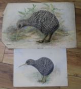 A collection of ornithological watercolours, by F.E. Genlloyd, including New Zealand bird studies,