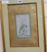 Indian School, gouache, Study of a bird, 31 x 20cm