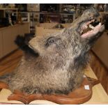 A stuffed boars head