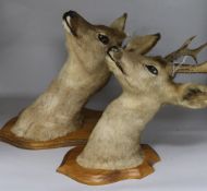A pair of mounted stags heads