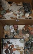 A collection of fossils, etc.