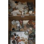 A collection of fossils, etc.