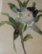 An early 19thC Chinese rice paper painting, beetles & butterflies. 30 x 25cm