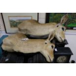 A pair of stuffed ibex