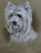 Marjorie Cox, pastel study of a West Highland Terrier, signed dated 1972, 45 x 35cm