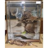 A taxidermic woodcock, in a glazed case and a similar hanging woodcock, case 52cm