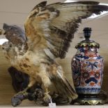 A wall mounted taxidermic hawk