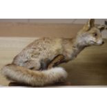 A taxidermic fox, approx. length 25in.
