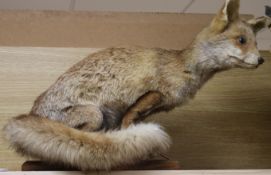 A taxidermic fox, approx. length 25in.