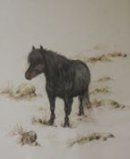 Andrew Alexander, watercolour, 'Shetland Pony', 25 x 20cm