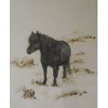 Andrew Alexander, watercolour, 'Shetland Pony', 25 x 20cm