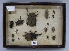 Cleoptera beetles in a glass case
