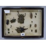 Cleoptera beetles in a glass case