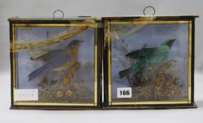 Two cased taxidermic birds