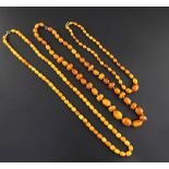 Three single strand amber bead necklaces, with metal clasps, gross weight 163 grams, longest 36in.