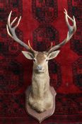 A large and impressive taxidermic ten point stag's head, W.3ft H.5ft