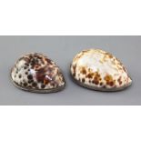 Two 19th century Cowrie shell snuff boxes, one with finely engraved mother of pearl inset hinged lid