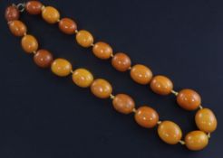 A single strand amber bead necklace, with gilt metal clasp, gross weight 67 grams, 18in.