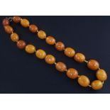 A single strand amber bead necklace, with gilt metal clasp, gross weight 67 grams, 18in.