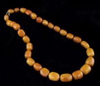 A large single strand graduated amber bead necklace, with gilt metal barrel clasp, gross weight
