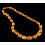 A large single strand graduated amber bead necklace, with gilt metal barrel clasp, gross weight