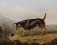 George Armfield (1808-1893)oil on wooden panelTerrier beside a rabbit holesigned8.5 x 10.5in.