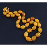 A single strand oval amber bead necklace, gross 74 grams, 66cm.