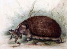 James E. Bourhill (fl.1880-87)oil on canvasHedgehog carrying a frog,signed and dated 188411 x 14.