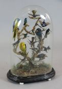 A Victorian taxidermic display of South American birds, including Humming birds, on ebonised