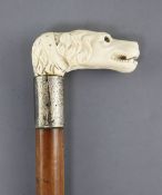 An Edwardian malacca walking stick with carved ivory dogs head handle silver banded 34.5in.