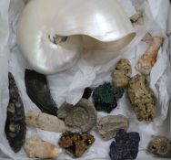 A collection of fossil and mineral specimens and a nantilus shell