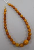 A single strand amber bead necklace, gross weight 20 grams, 33.5cm.