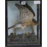 A cased taxidermy kestrel