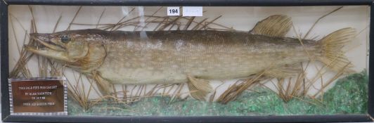 A cased taxidermic pike, weighing 24lbs