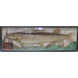 A cased taxidermic pike, weighing 24lbs