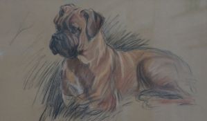 Attributed to Marjorie Cox, pastel, study of a Boxer dog, 29 x 48cm