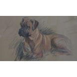 Attributed to Marjorie Cox, pastel, study of a Boxer dog, 29 x 48cm