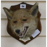 A fox head on shield