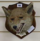 A fox head on shield