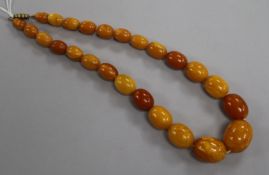 A single strand graduated oval amber necklace with gilt metal clasp, gross 50 grams, 42cm.