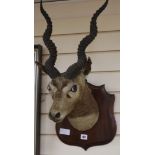 A Gazelle head on shield