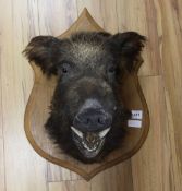 A boar's head