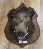 A boar's head on shield