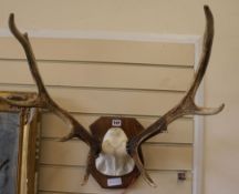 Antlers on a shield